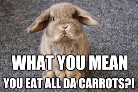 Best Funny bunnyjanjan Memes .